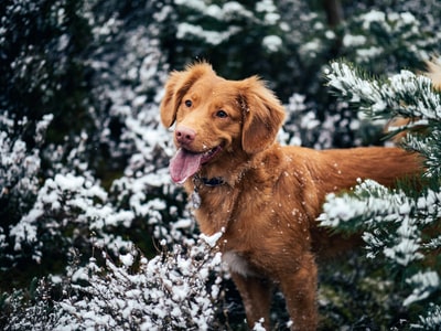 被白雪覆盖的树包围的狗